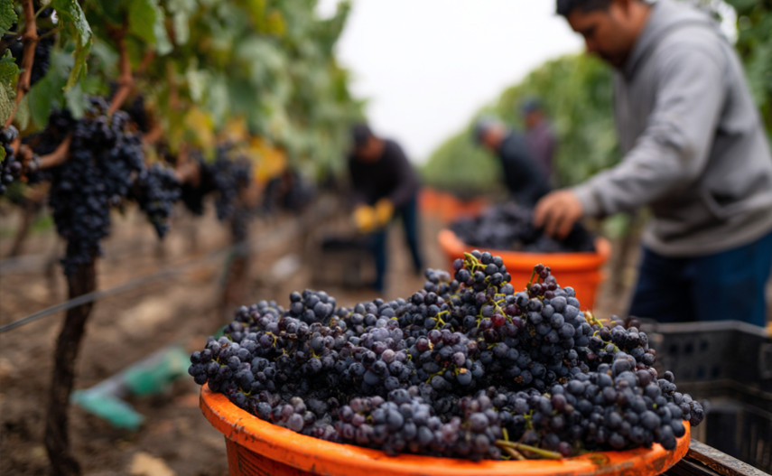 C'est le temps des vendanges ! 