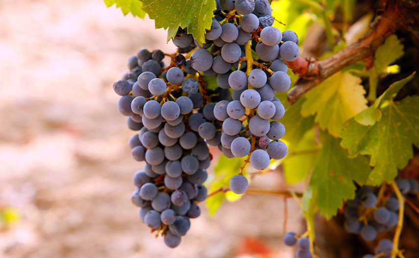 Il rinascimento della Garnacha