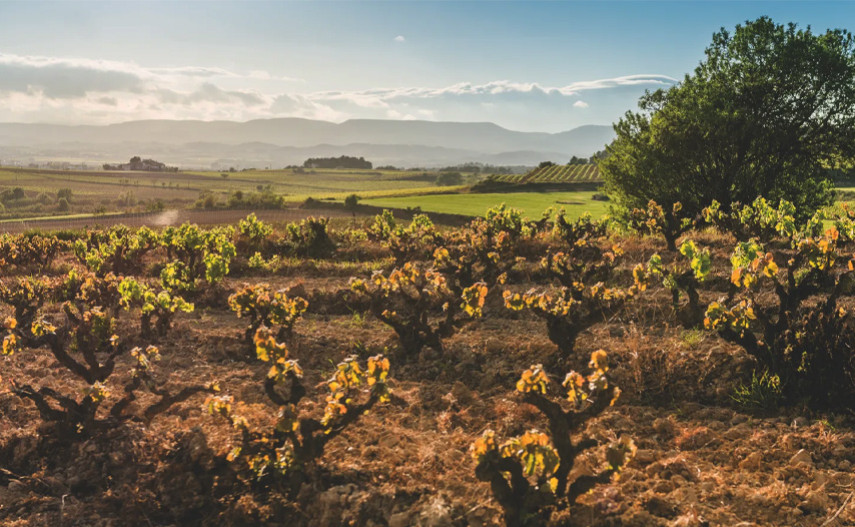 Corpinnat : les bulles qui naissent au cœur du Penedès