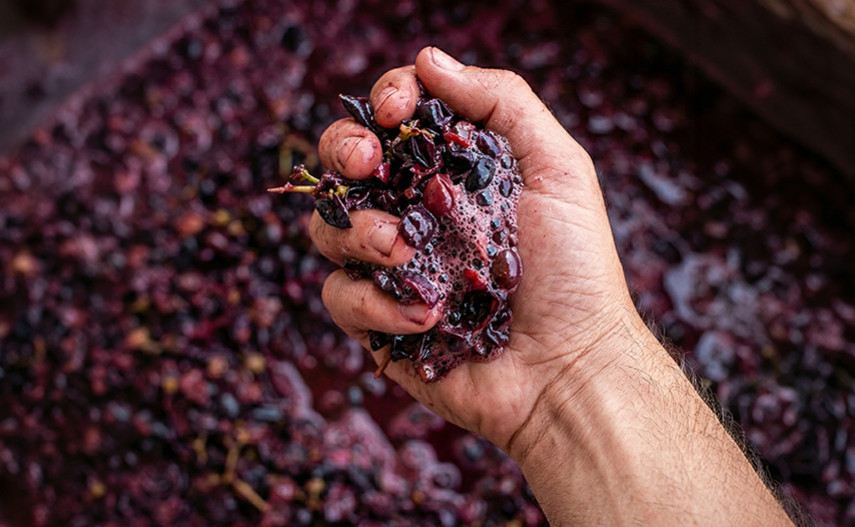 Levures indigènes : l'ADN invisible du vin