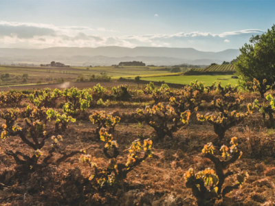 Corpinnat: die Perlen, die aus dem Herzen des Penedès stammen