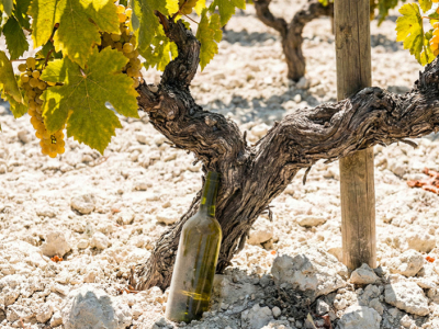Pourquoi les vins d'Andalousie sont-ils uniques