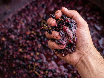 Lieviti autoctoni: il DNA invisibile del vino